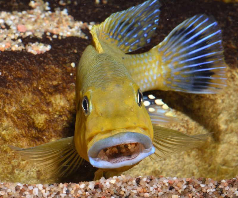 Pseudotropheus sp. 'williamsi north' Makonde